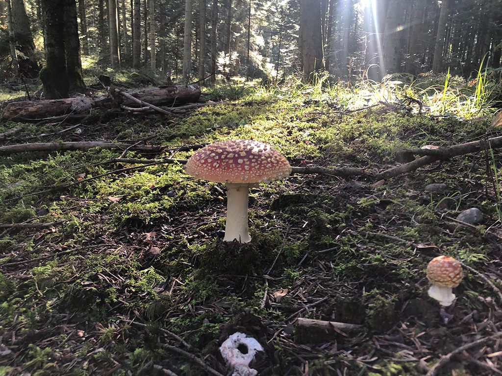 Fliegenpilz Fliegenpilz auf Waldboden
