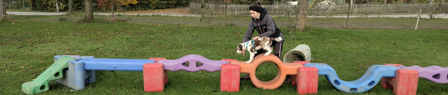 In unserer Welpenspielgruppe lenken wir die Welpen primär mit der Zeigegeste