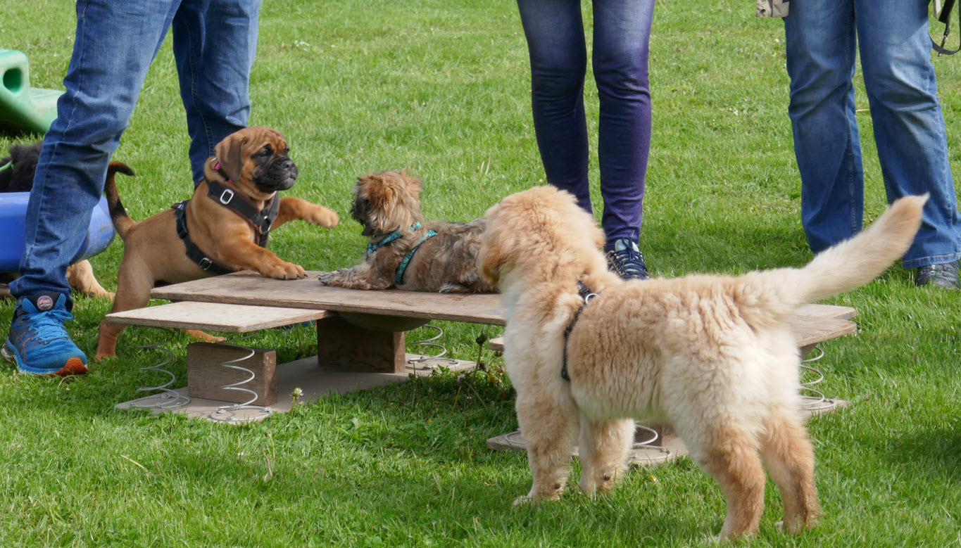 Spielende Welpen vor der Wackelstruktur in unserer Welpenspielgruppe