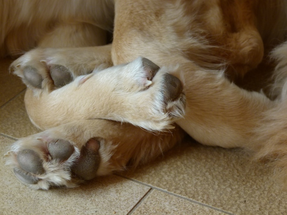 Nach Privatunterricht oder Einzelunterricht mit deinem Hund in unserer Hundeschule ist dein Hund zufrieden und entspannt