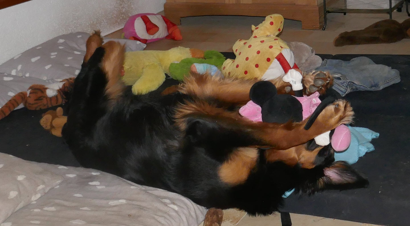 Freyja freut sich beim lesen des Blog aus unserem Alltag, gelernt in unserer Hundeschule